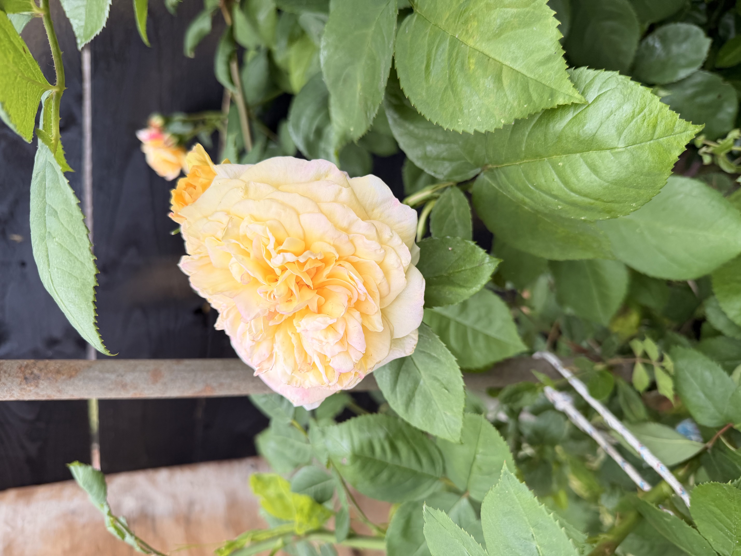 Garden detail