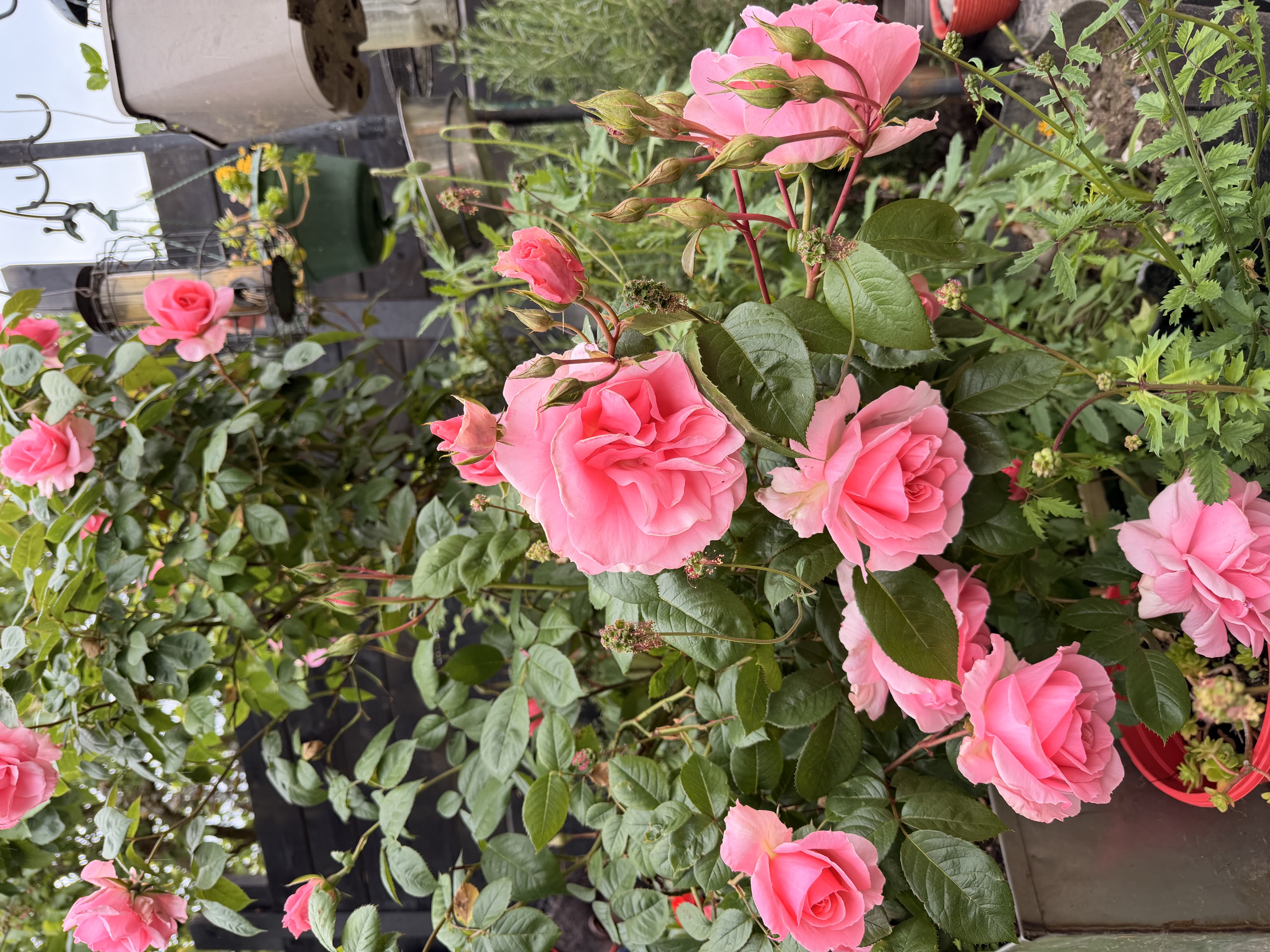 Garden detail