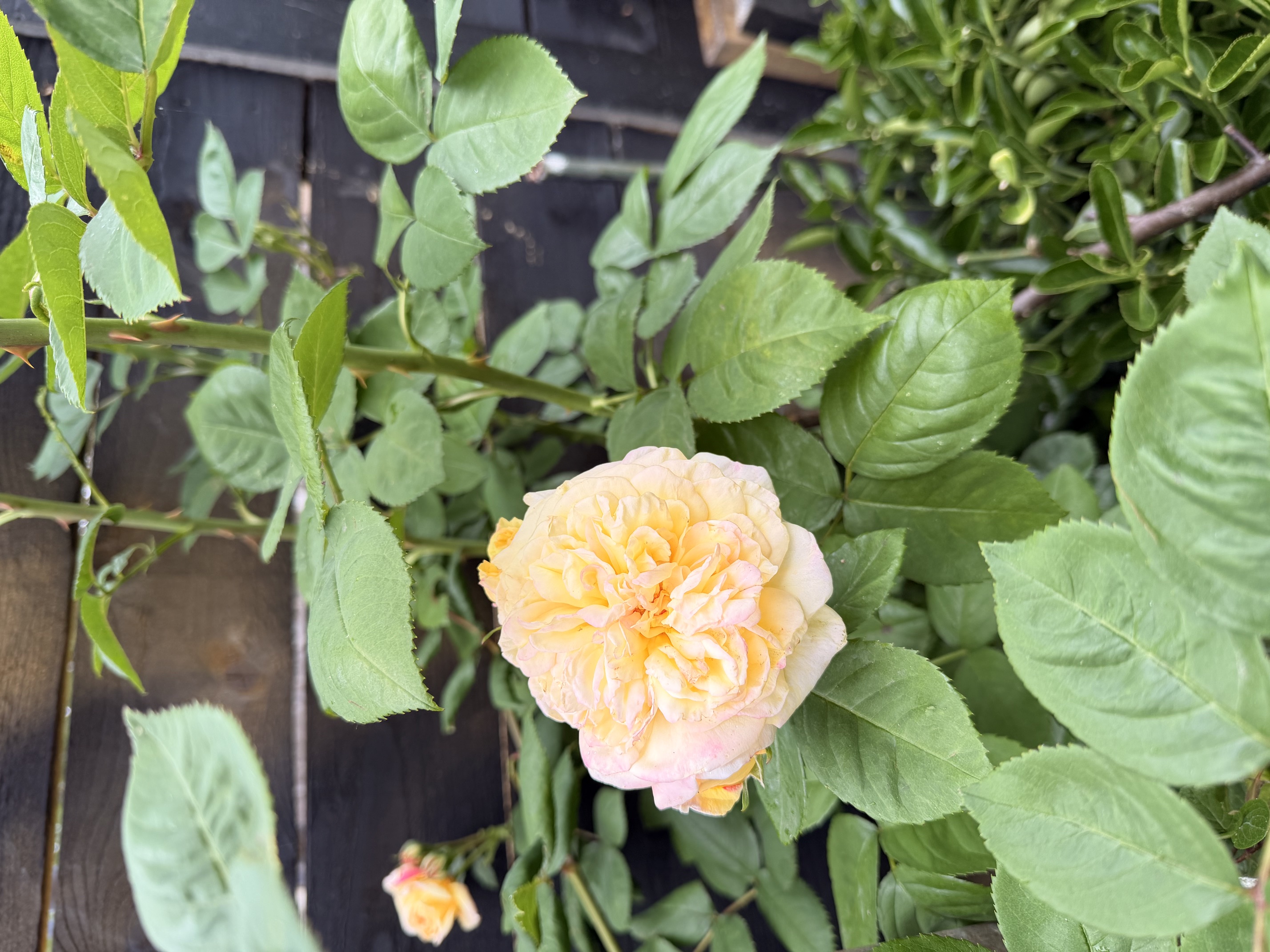 Garden detail