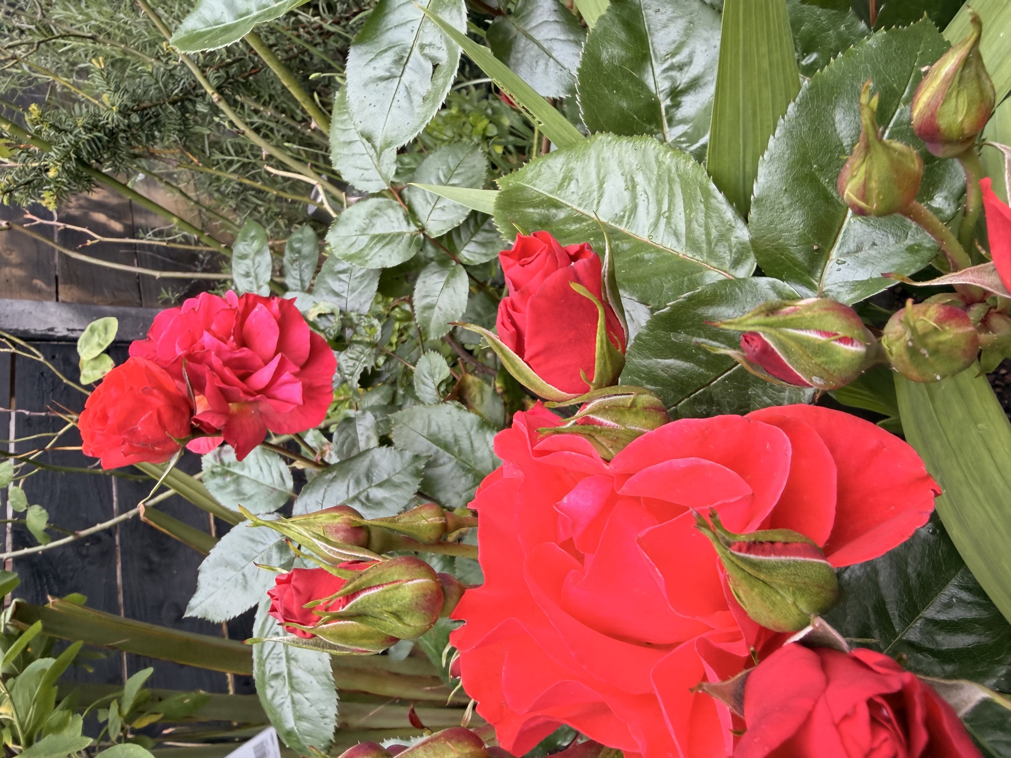Garden detail