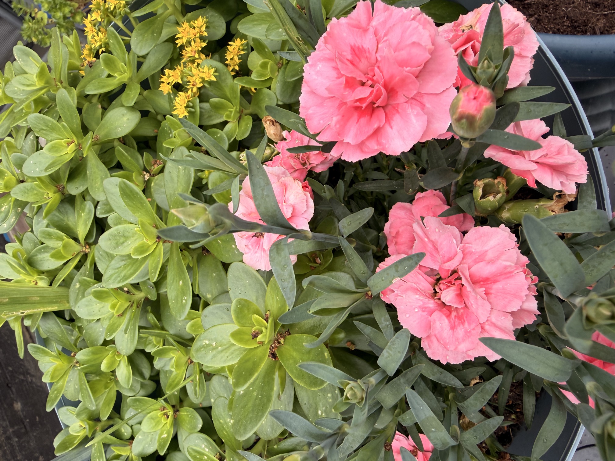 Garden detail