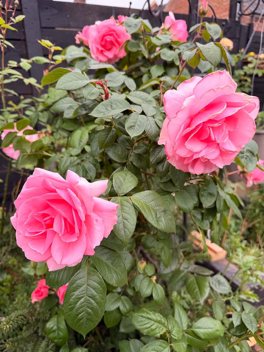Large pink roses in full bloom climbing a garden wall