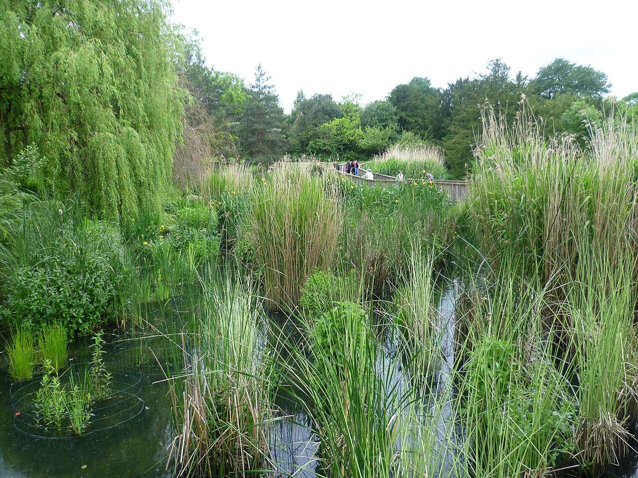 The lake in Dulwich Park