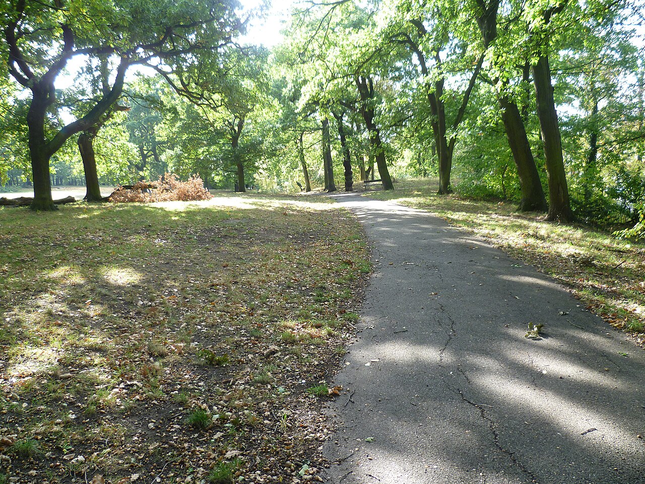 A path under the summer tree canopy in Grangewood Park
