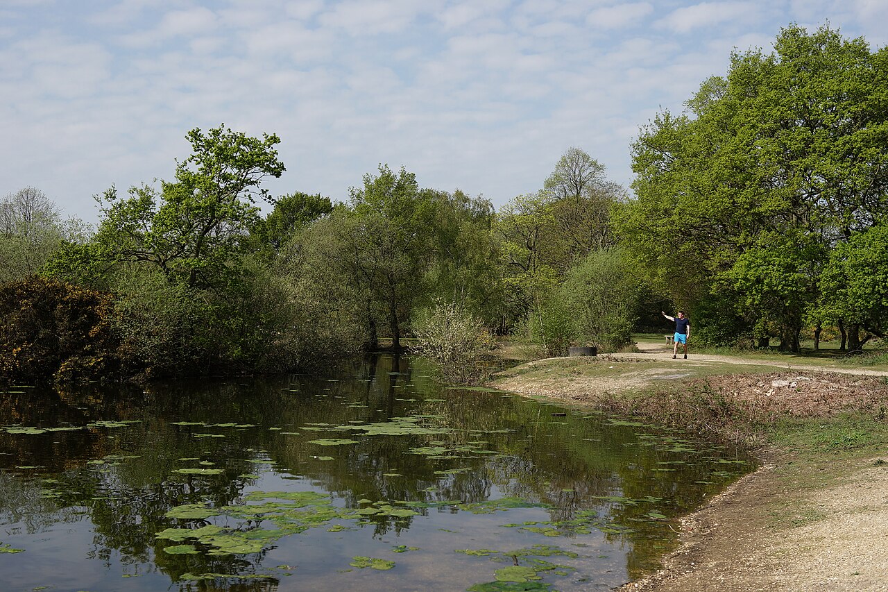A pond with lily pads on Mitcham Common