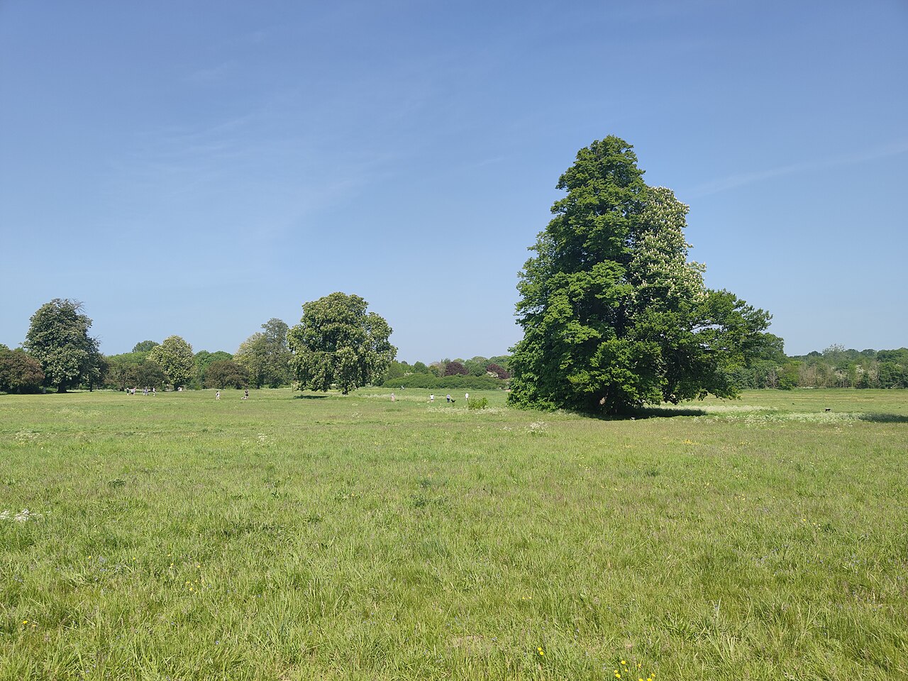 Open parkland and trees in Nonsuch Park