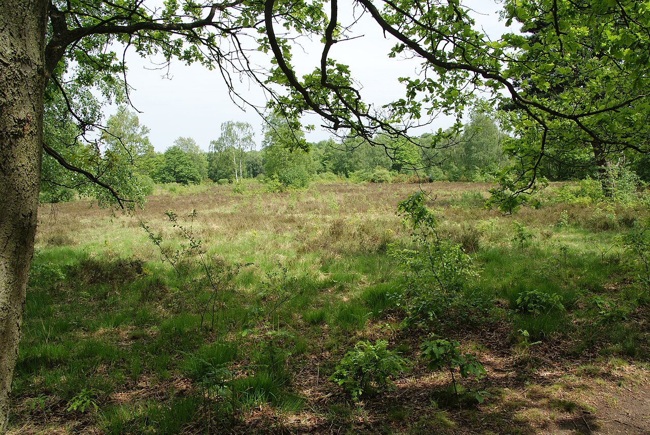 A green summer glade on Putney Heath