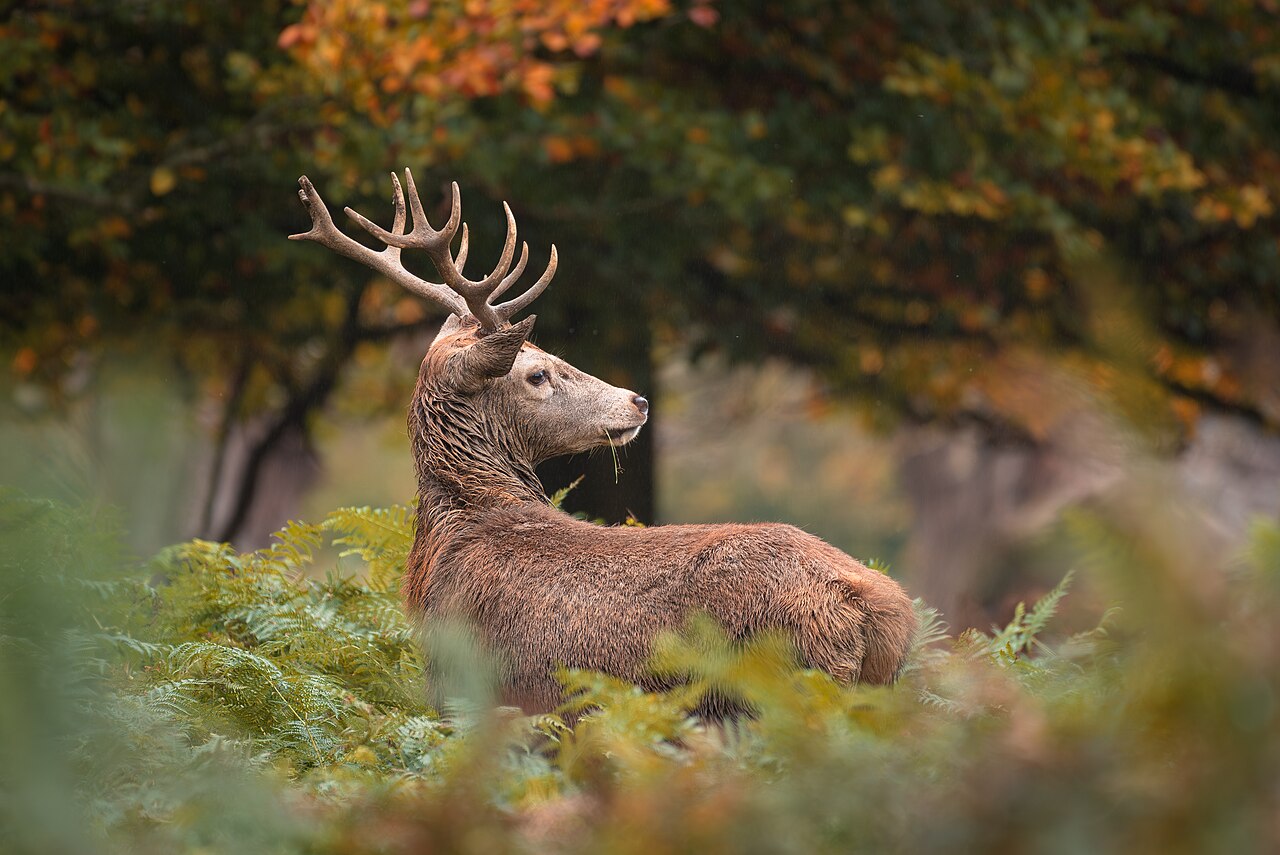 Red deer among autumn bracken in Richmond Park