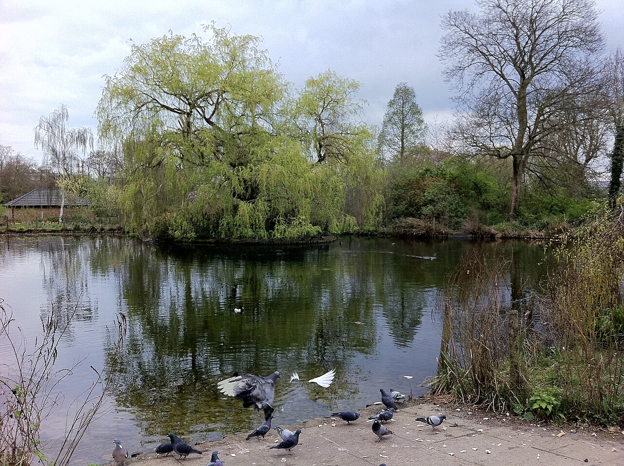 Lawns and mature trees in Sydenham Wells Park