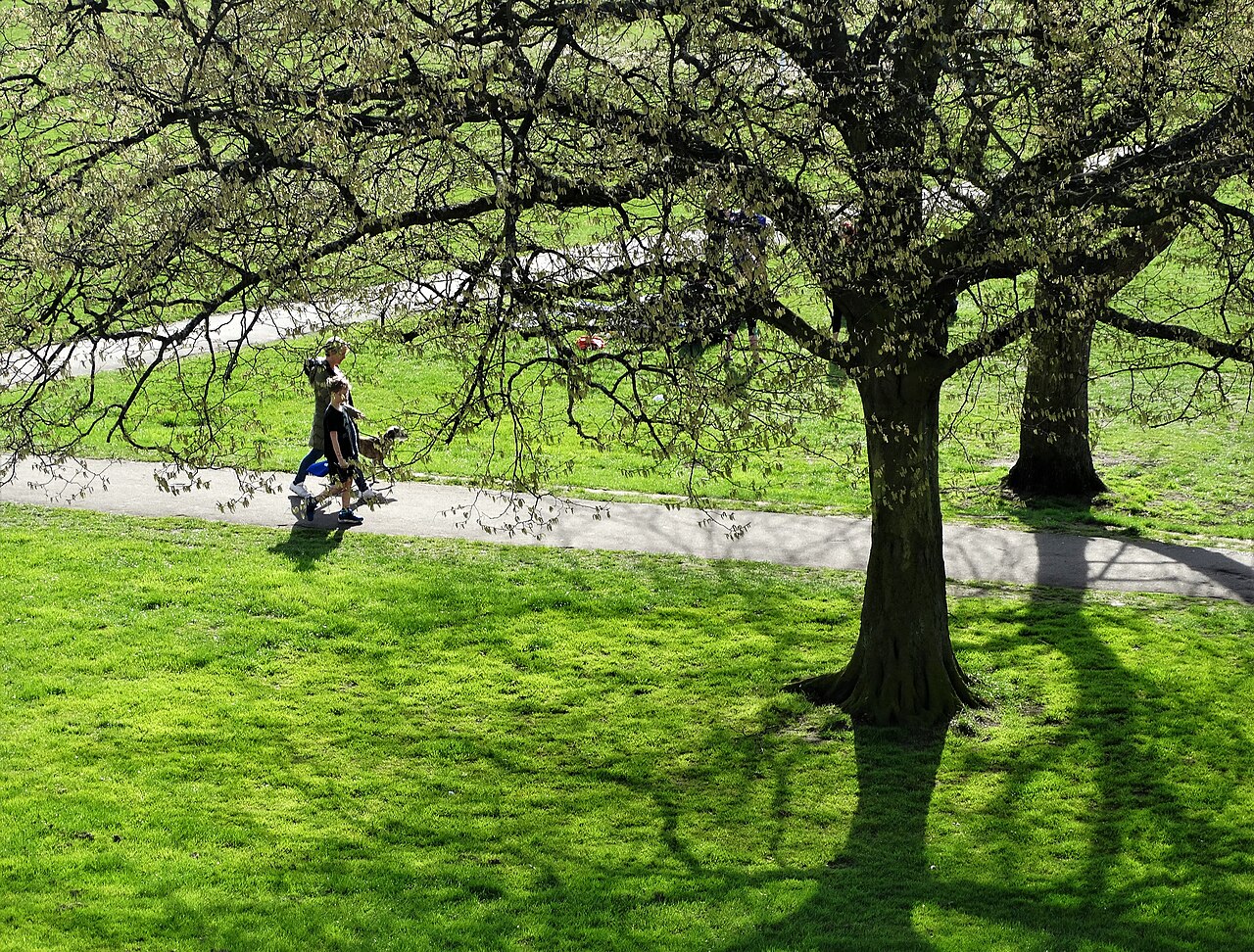 Green lawns and a spreading oak on Tooting Common