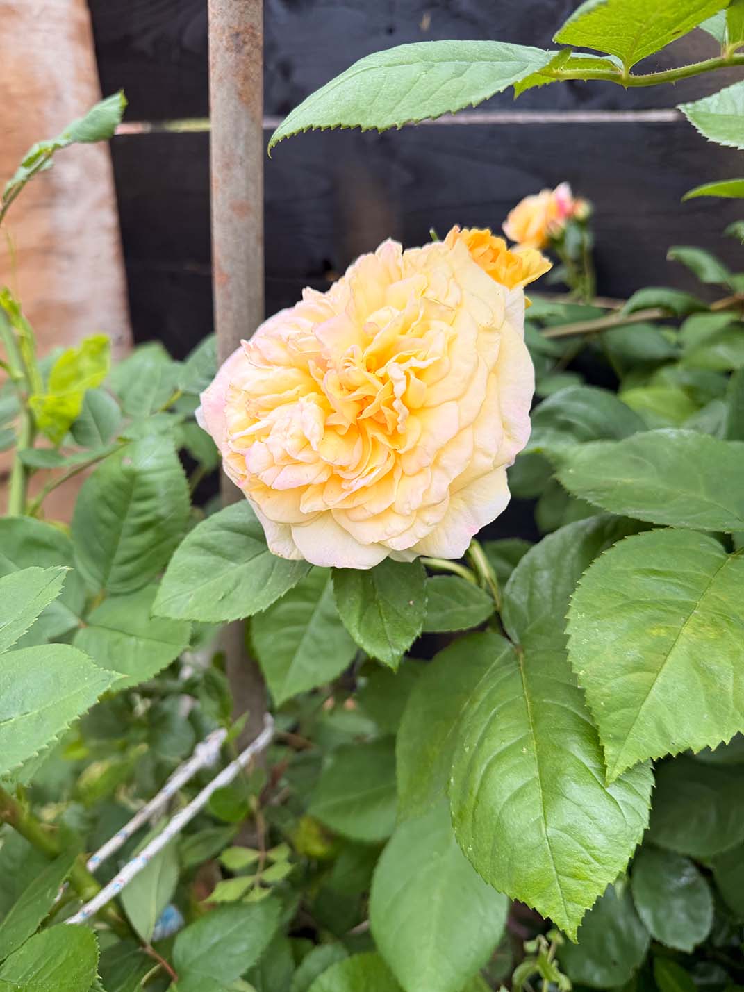 A soft peach-yellow climbing rose in a South London garden