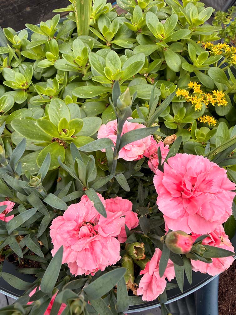Pink carnations and yellow flowering plants in a garden pot