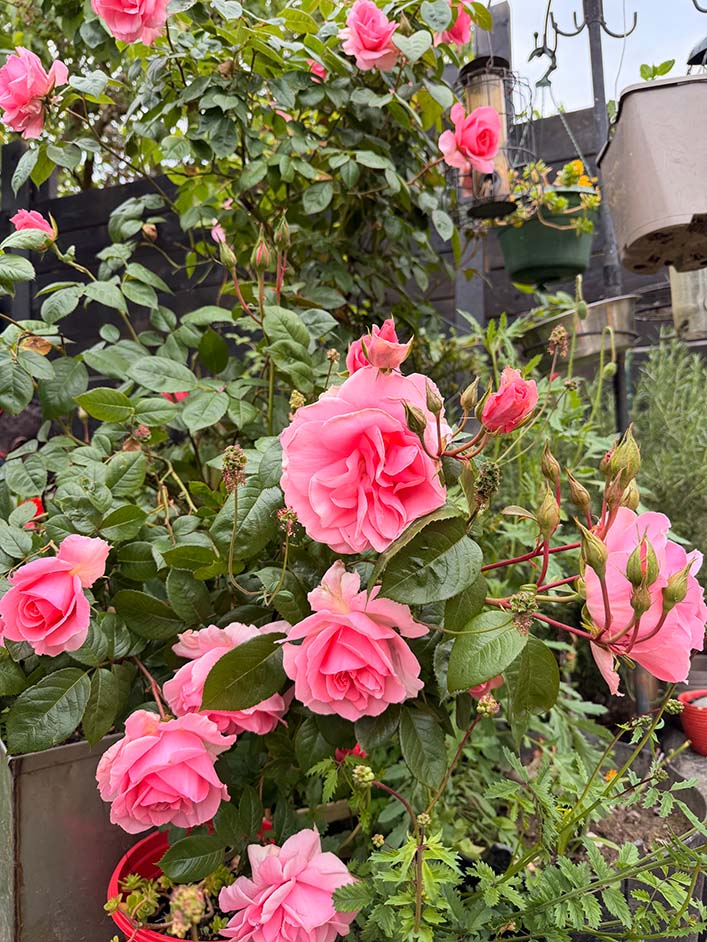 Clusters of pink roses cascading over a garden border