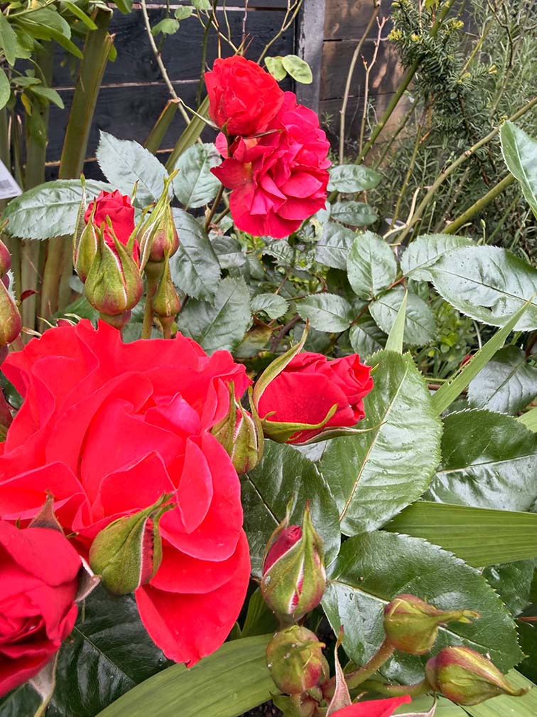 Red roses and budding stems in a well-tended garden