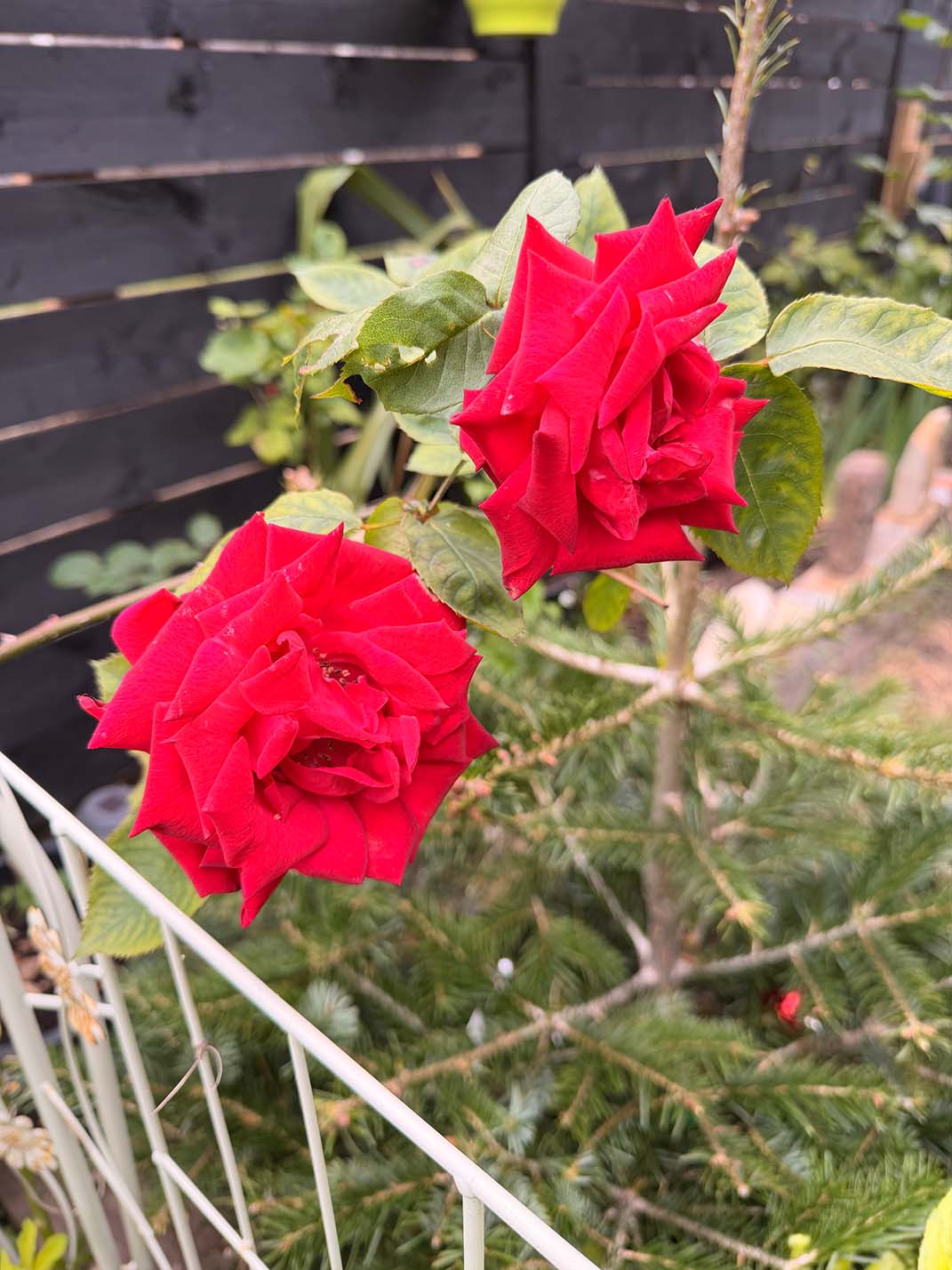 Two deep red roses in full bloom against a dark garden fence