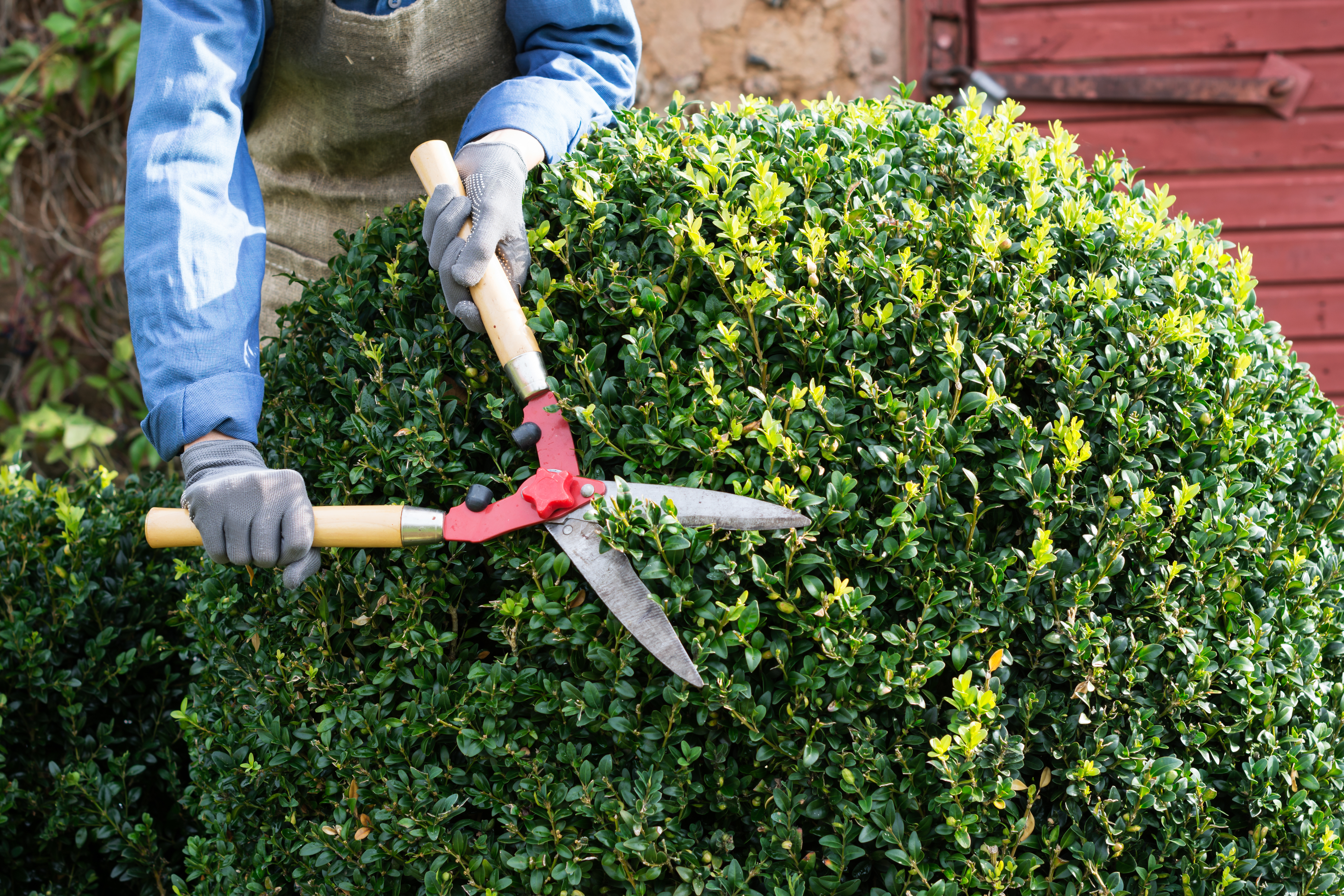 Trimmed hedge with clean lines