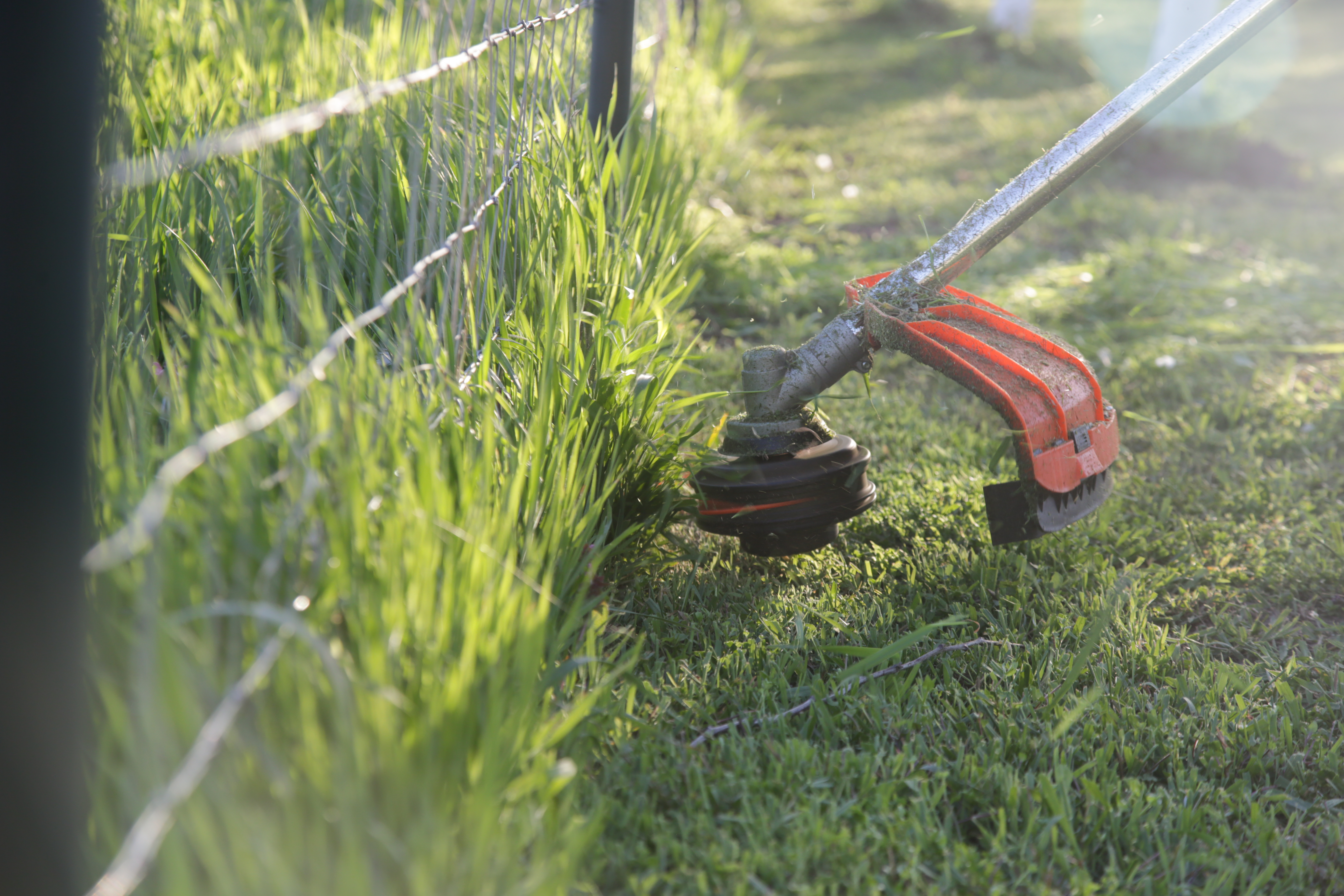 A neatly mowed lawn with stripes