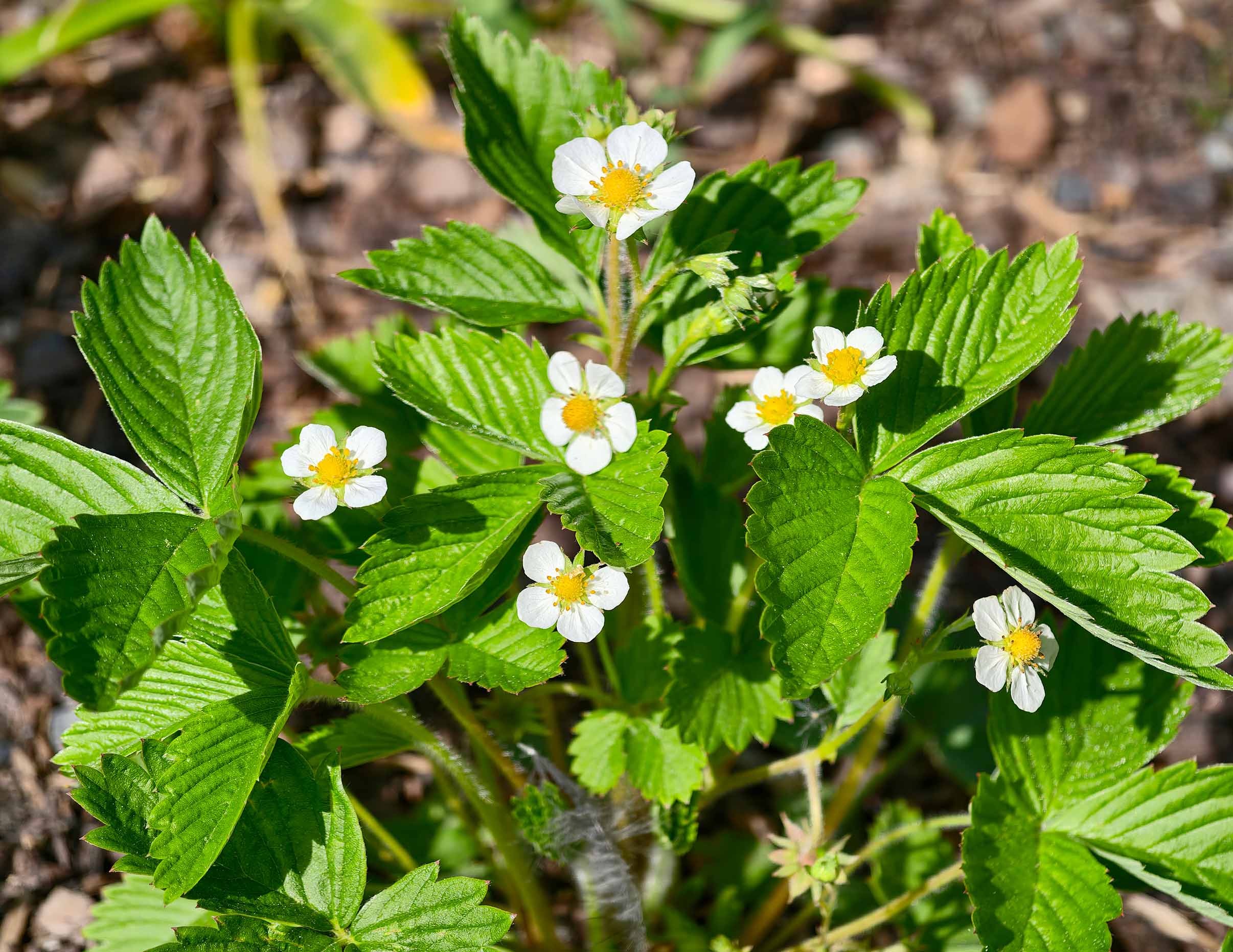 Wild strawberry flowers with small white petals and yellow centres