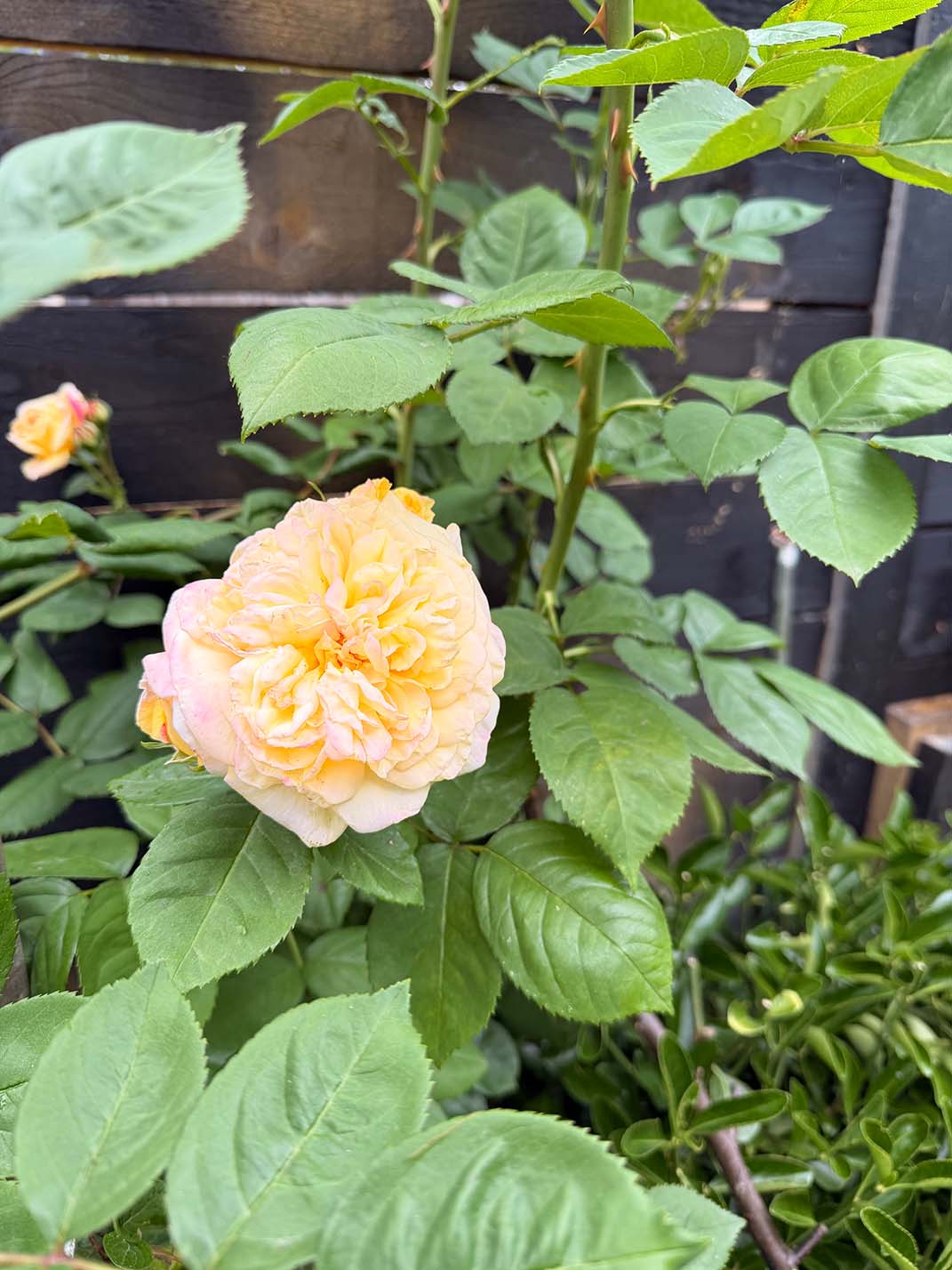 A warm yellow garden rose among lush green leaves